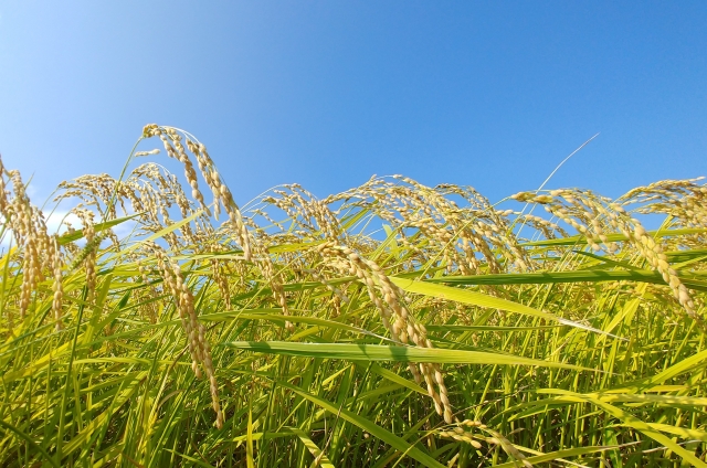 滋賀県・19市町 ふるさと納税リンク集